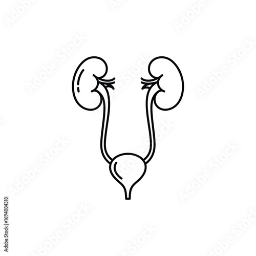 Human Urinary System Outline A Simplified Medical Illustration
