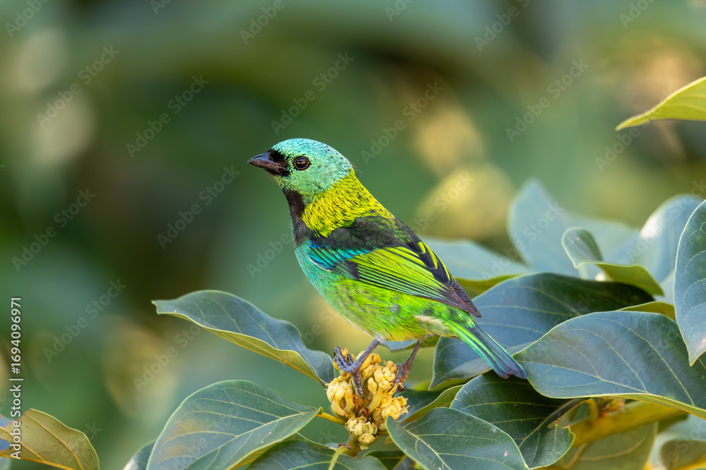 Fototapeta premium Green-headed tanager (Tangara seledon), brightly colored bird found in the Atlantic forest. Paraibuna, Sao Paulo Brazil. Brazilian wildlife and birdwatching.