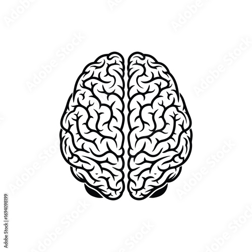 Human Brain Anatomy Detailed Illustration of the Cerebrum and its Structure