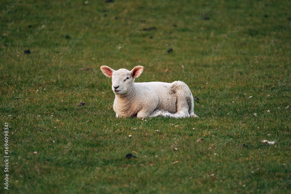 Obraz premium Lambs on a meadow