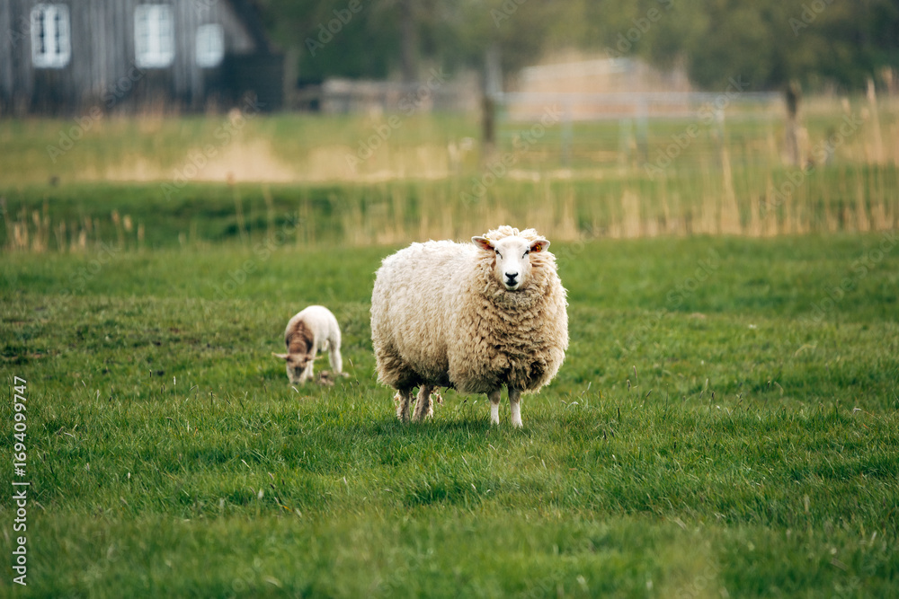 Naklejka premium Sheep on a Meadow