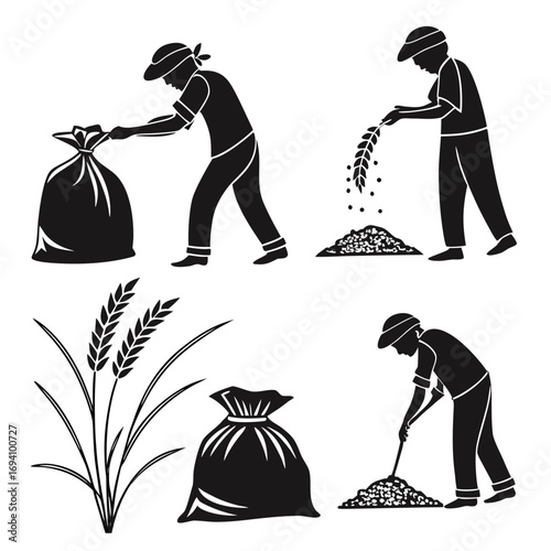 Farmers harvesting and bagging grains rice