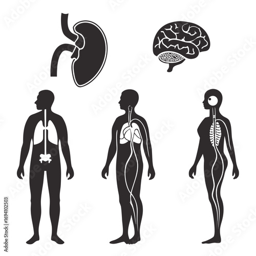 Human anatomy internal organ silhouettes internal organs