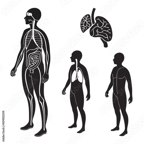 Human anatomy internal organs silhouettes brain lungs