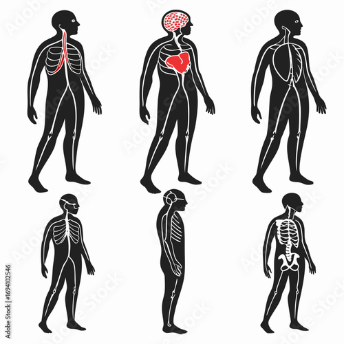 Human anatomy internal systems and skeletal structures