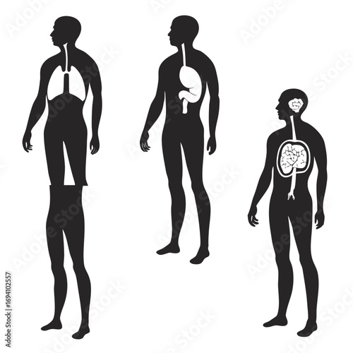 Human anatomy internal organs silhouettes lungs