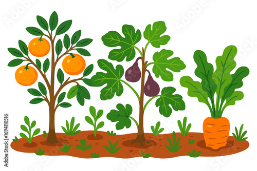 Garden with orange tree, fig tree, carrot. Growing fresh organic fruit and vegetables. Healthy food from the farm. Vector cartoon agriculture flat illustration background.