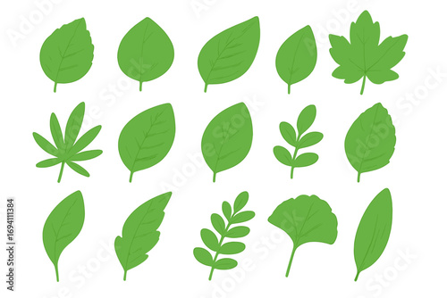 Set of green leaves vector illustration. Collection of various leaf shapes, sizes. Botanical design elements. Natural organic foliage for eco, spring, summer concepts. Cartoon style.