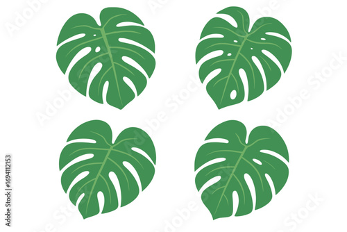 Set of Monstera deliciosa leaves in a flat vector style. Tropical jungle foliage for botanical design. Exotic plant cartoon illustration elements isolated on white background.