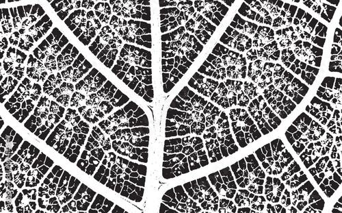 Abstract black and white pattern showcasing nature inspired organic shapes and cellular structures evoking biological networks and interwoven elements