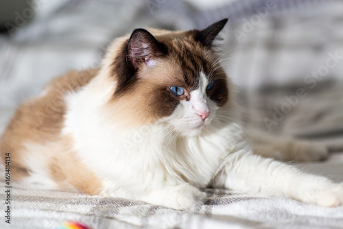 Closeup of relaxed ragdoll cat in peaceful home
