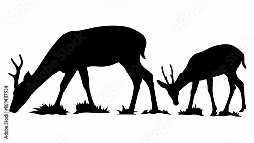 Silhouette of two deer grazing on grass in a field with antlers visible against a white background view