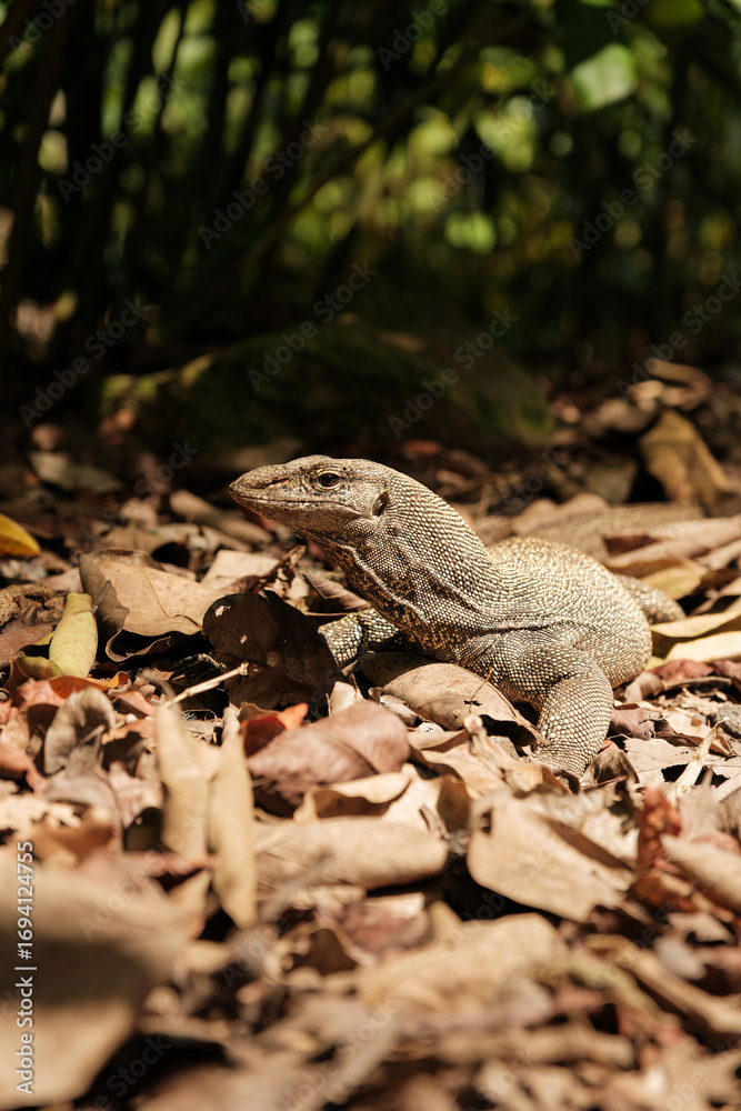 Fototapeta premium Wild Monitor Lizard on Forest Floor
