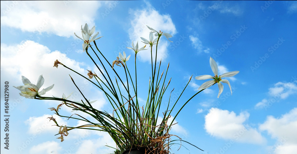 Obraz premium With white, cup-shaped flowers, the Zephyranthes candida, or autumn zephyrlily, is a delicate, rain-triggered bulb that blooms from late summer to fall