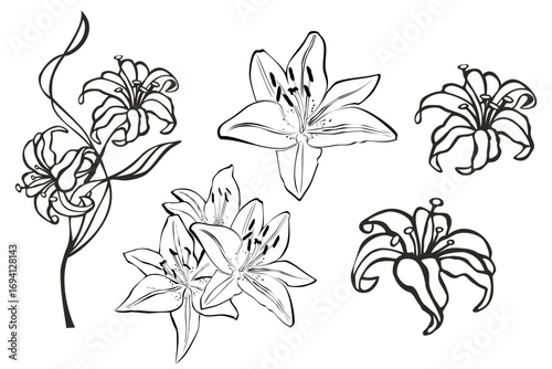 Set of lilies isolated on white background. Hand drawn vector illustration, sketch. Elements for design. Great for greeting cards, backgrounds, holiday decor. Set of flower and leaves silhouettes. 