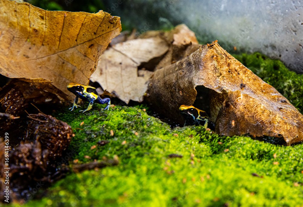 Fototapeta premium Two colorful amphibians in rainforest habitat. Dendrobates tinctorius frog