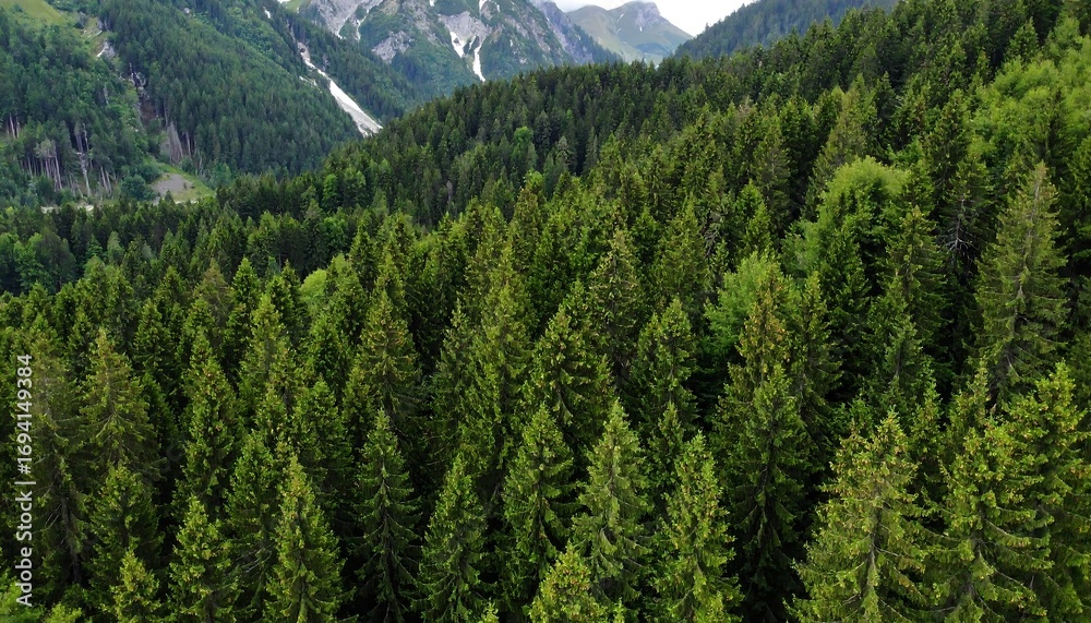 Obraz premium Dense forest canopy, mountain backdrop