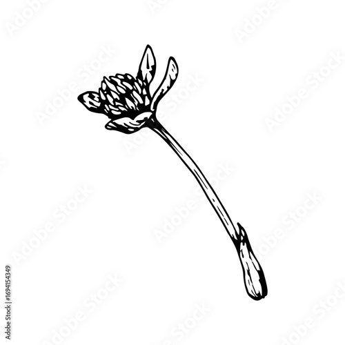 Vector illustration of clover bud on a long stem in ink style, hand drawn and natural, suitable for botanical art, eco friendly packaging, herbal medicine labels, rural themes and St Patrick s Day