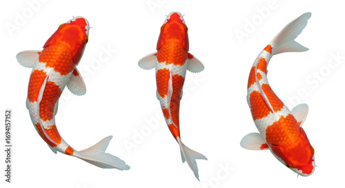 Foto Isolated Three Koi Fish
