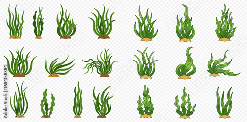 A diverse collection of green seaweed and algae illustrations, showcasing various underwater plant forms on a transparent background.