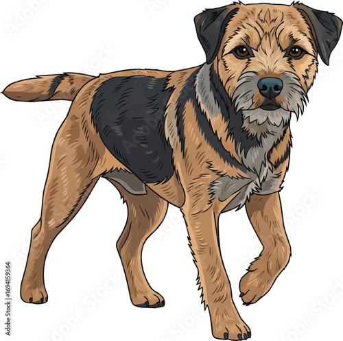 Border Terrier dog waling facing forward vector illustration
