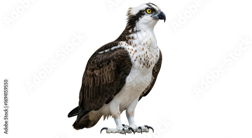 Photos Isolated Osprey Bird