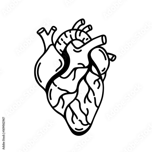 Anatomical human heart, vector illustration. Organ with ventricles, atria, aorta, veins, vessels. Doodle, black and white clip art. Heart pumps blood. For medical, biological, educational designs