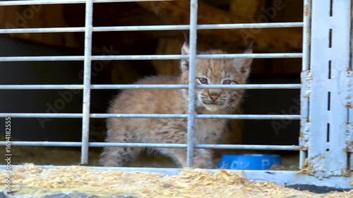 A little lynx cub in a zoo in an enclosure