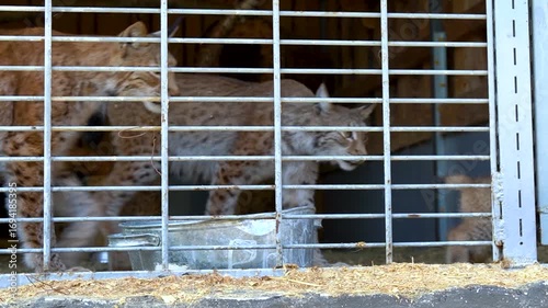 Little lynx cubs with their parents at the zoo