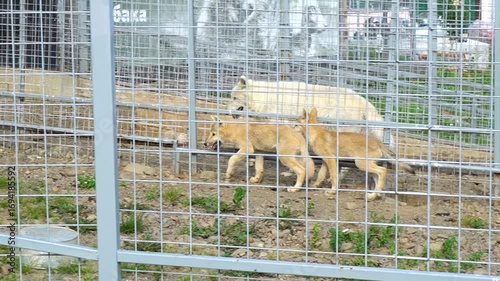Young wolf cubs interact with their mother wolf at the zoo