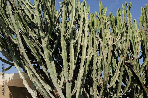 Stock photo of a large gree...