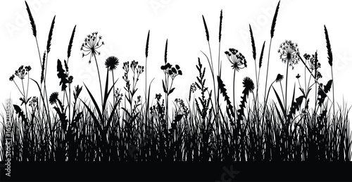 Wild meadow grass silhouette with flowers, natural plants illustration, summer weeds design, botanical vector background, outdoor field nature landscape