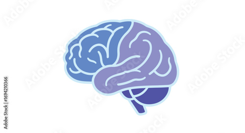 Stylized anatomical illustration showcasing the human brain's hemisphere divisions and neural networks structure for educational or medical design