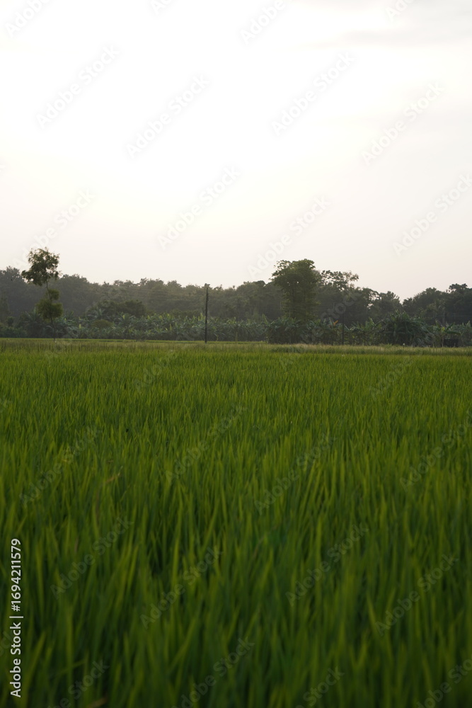 Obraz premium A vibrant green paddy field stretching towards a treeline under a bright sky