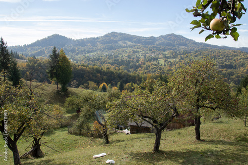 Apple orchard in Autumn