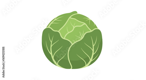 A flat vector illustration showcasing a fresh green cabbage with its distinct layers and leaf venation isolated on a white background