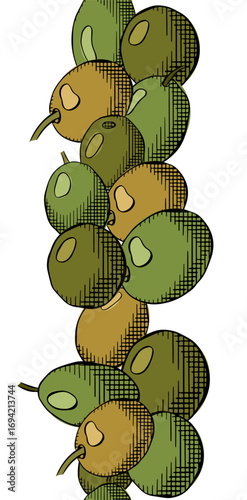 Olive green berry seamless vertical border. Vector graphic line ink colored illustration. Greek oil fruit, farm harvest. Art ink horizontal frieze. Packaging print for food design