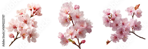 Delicate pink cherry blossom branches with detailed petals and buds isolated on a transparent background