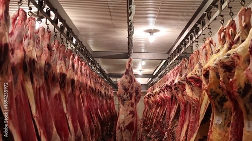 Carcasses of beef are hanging in the cold storage room.