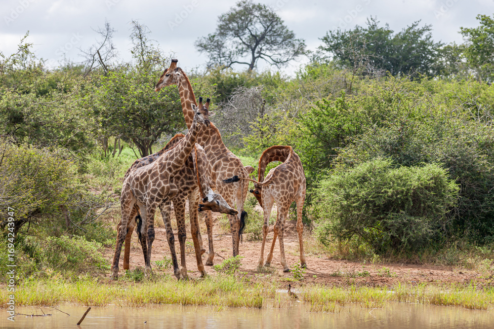 Fototapeta premium South Africa, Kruger National Park, Giraffe (Giraffa camelopardalis)