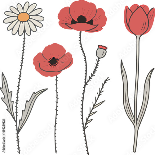 Beautiful hand-drawn flowers: daisy, poppies, and tulip on a white background.