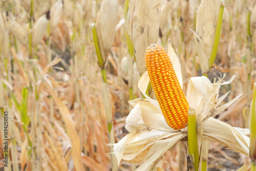 Close up of ripe corn cob with golden kernels in a dry maize field, symbolizing harvest, agriculture, rural farming, organic food production, countryside lifestyle, and natural nutrition.