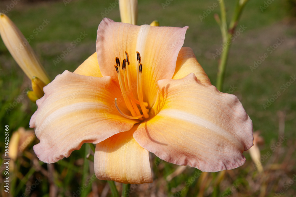 Fototapeta premium Orange flowers. Close up of soft orange lily flower in garden showing detailed texture of petals and stamens. Soft green background Perfect for botanical, floral themes, background, post