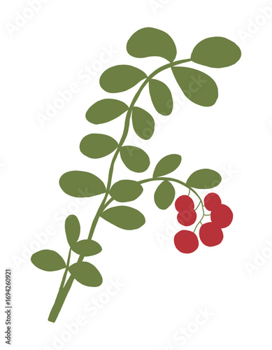 Cowberry hand drawn vector green branch with red berries. Ingredient for cooking dishes sauce and desserts in restaurant. Floral design element.