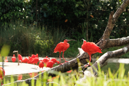 Vibrant Scarlet Ibises in Tropical Wetland Habitat