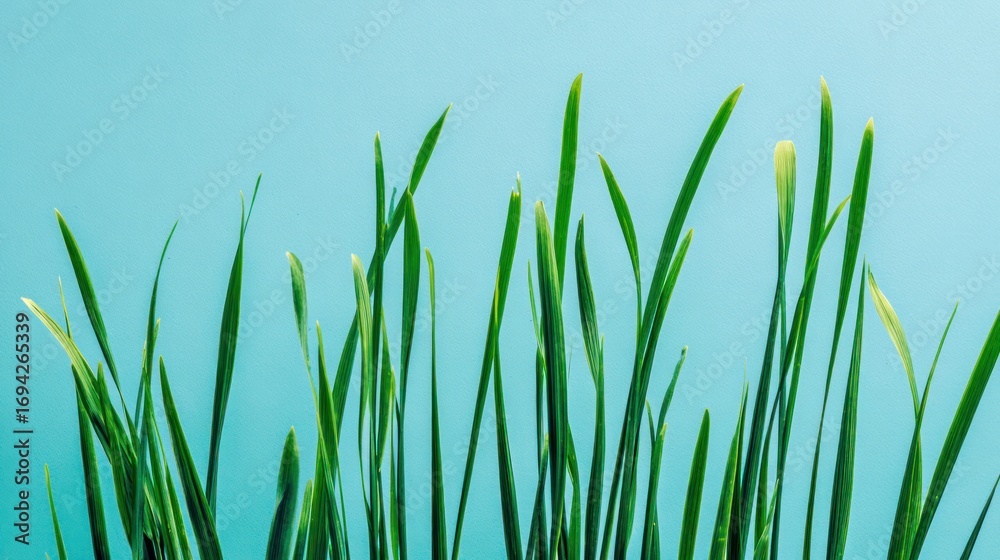 Fototapeta premium Green grass against light blue background