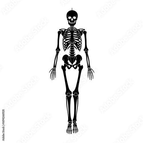 human skeleton