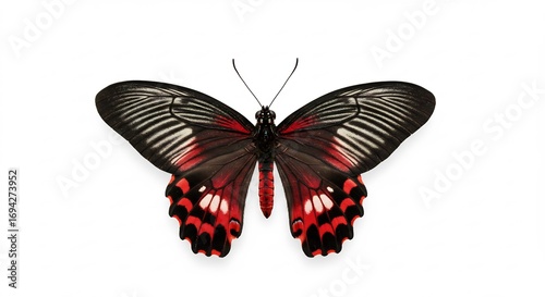 白い背景 鮮やか赤黒蝶 羽根模様 美しい (Shiroii haikei azayaka aka kuro chou hane moyou utsukushii) Translation: White background vivid red black butterfly wing pattern beautiful. AI Generated