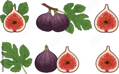 Fresh fig fruit and leaf vector illustration showing whole figs, halved figs, fig leaves, and branch elements in botanical style