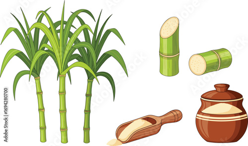Sugarcane plant and product vector illustration showing stalks, cut segments, granulated sugar, and container for agriculture and food industry use